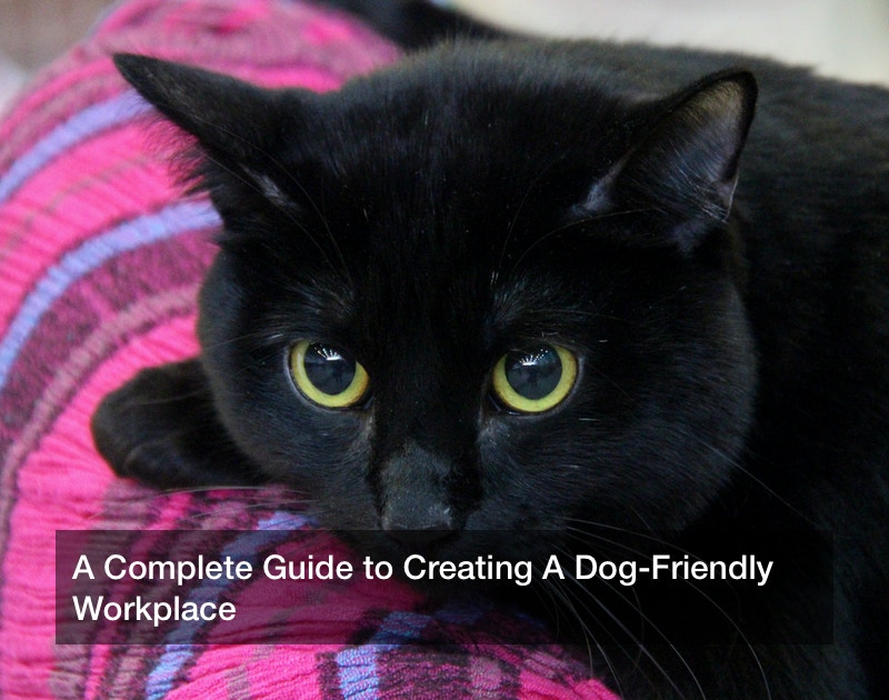 A Complete Guide to Creating A Dog-Friendly Workplace