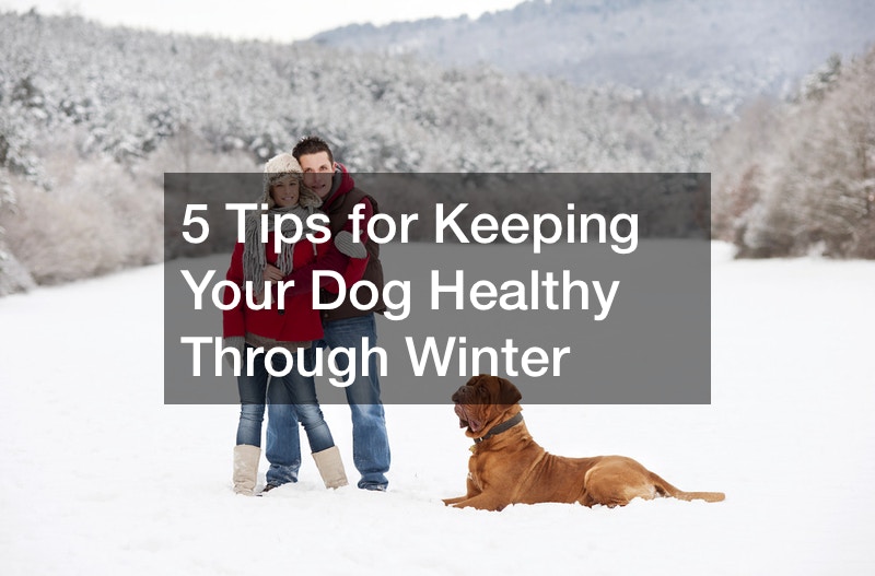 how to take care of your dog in the winter