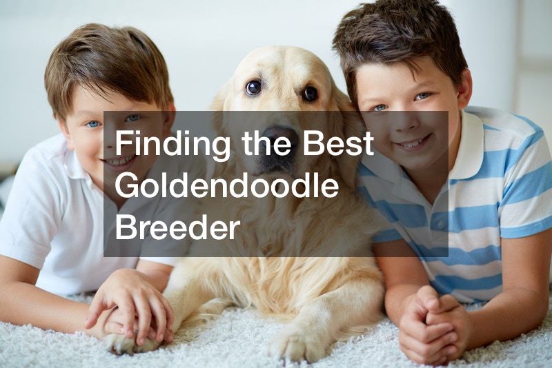 goldendoodle breeder