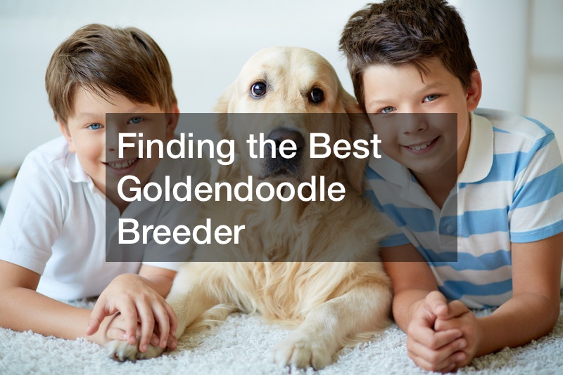 Finding the Best Goldendoodle Breeder