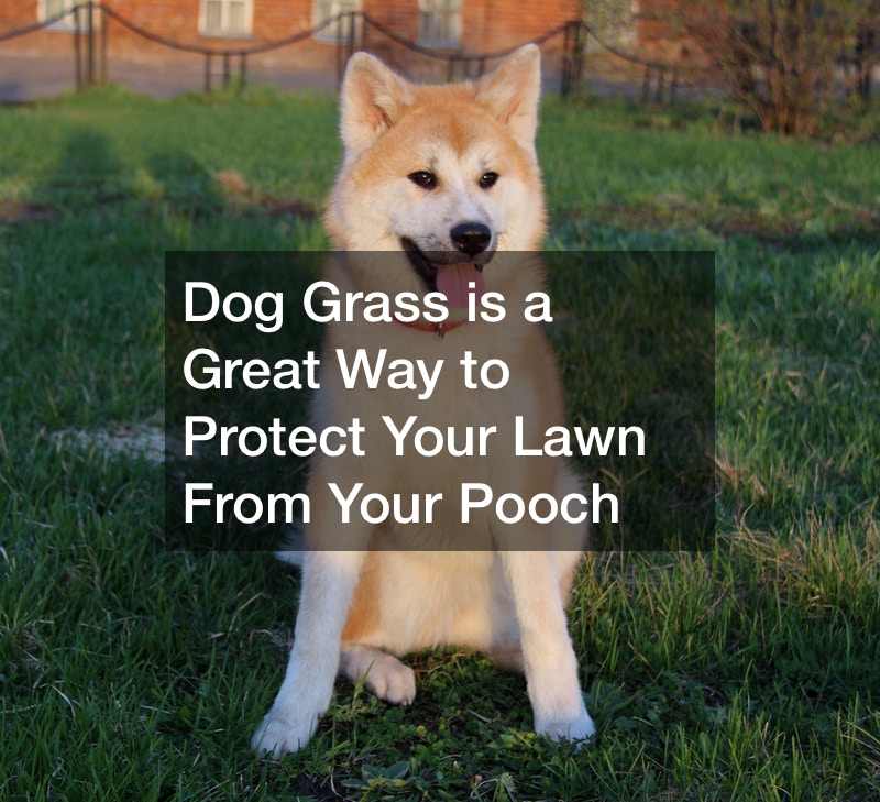 Dog Grass is a Great Way to Protect Your Lawn From Your Pooch