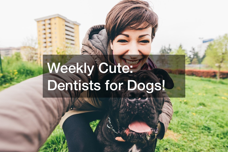 Weekly Cute  Dentists for Dogs!