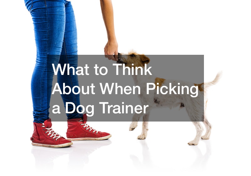 What to Think About When Picking a Dog Trainer