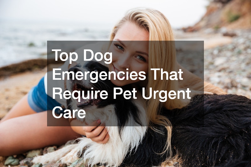 Top Dog Emergencies That Require Pet Urgent Care